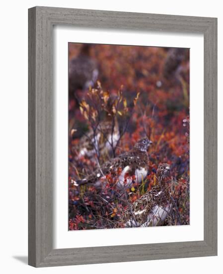 Will Ptarmigan Forage for Blueberries, Denali National Park, Alaska, USA-Hugh Rose-Framed Photographic Print