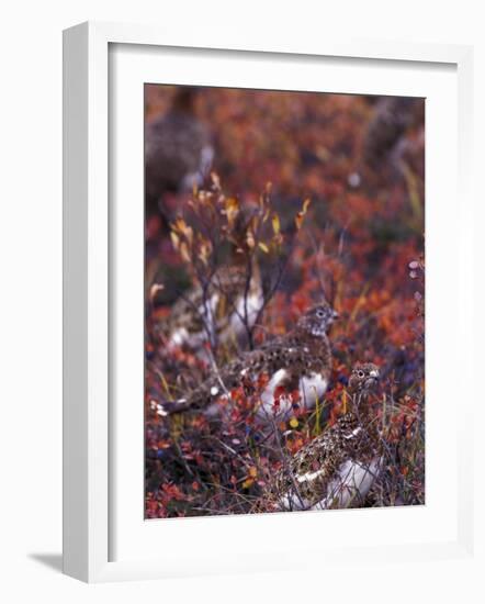 Will Ptarmigan Forage for Blueberries, Denali National Park, Alaska, USA-Hugh Rose-Framed Photographic Print
