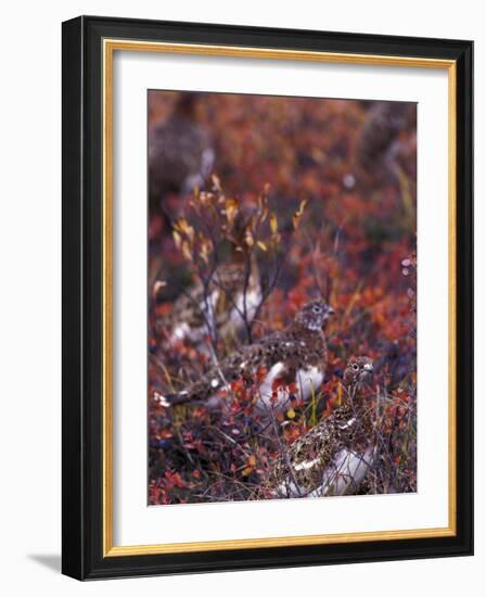 Will Ptarmigan Forage for Blueberries, Denali National Park, Alaska, USA-Hugh Rose-Framed Photographic Print