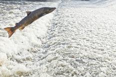 View of Floodwater Outside the Severn View Hotel-Will Watson-Photographic Print