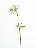 Single Flower on White Background-Will Wilkinson-Framed Photographic Print