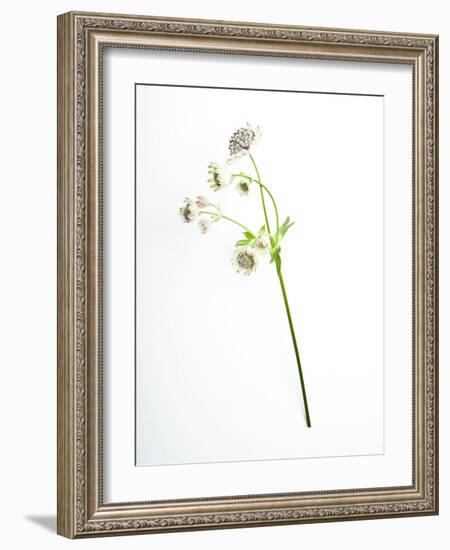 Will You-Will Wilkinson-Framed Photographic Print