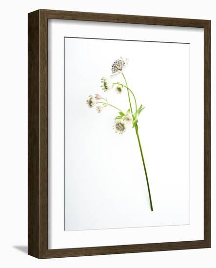 Will You-Will Wilkinson-Framed Photographic Print