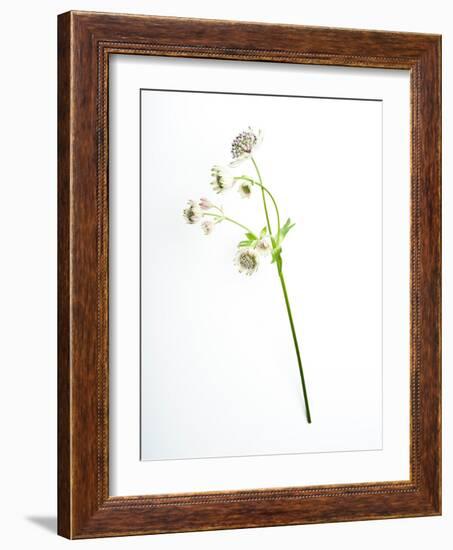 Will You-Will Wilkinson-Framed Photographic Print