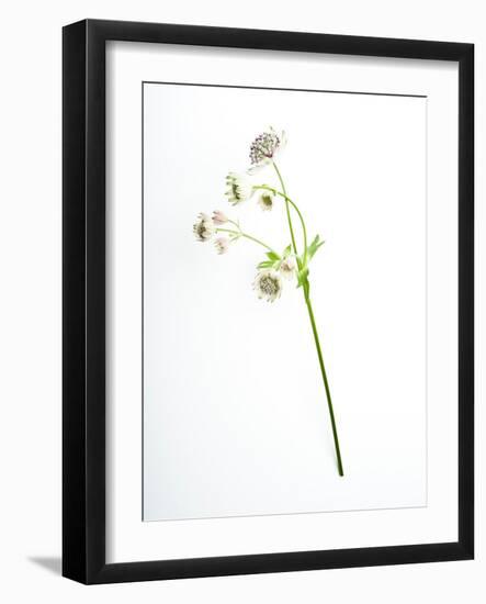 Will You-Will Wilkinson-Framed Photographic Print