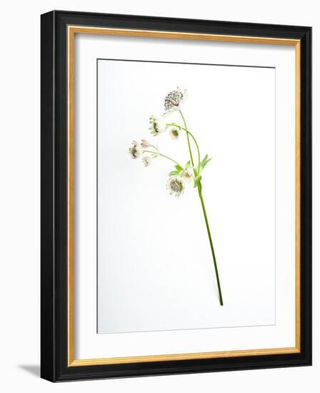 Will You-Will Wilkinson-Framed Photographic Print