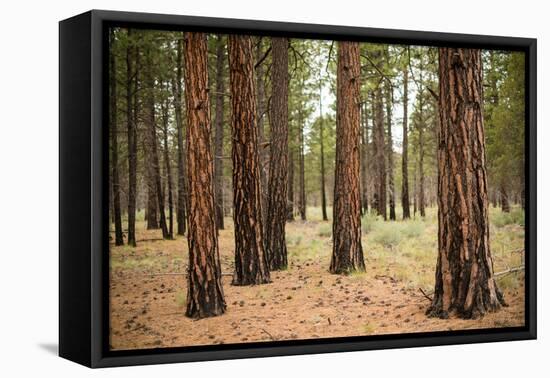 Willamette Nat'l Forest I-Erin Berzel-Framed Premier Image Canvas