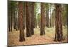 Willamette Nat'l Forest I-Erin Berzel-Mounted Photographic Print