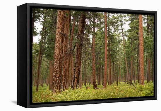 Willamette Nat'l Forest III-Erin Berzel-Framed Premier Image Canvas