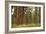 Willamette Nat'l Forest III-Erin Berzel-Framed Photographic Print