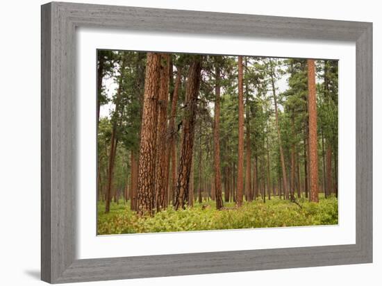 Willamette Nat'l Forest III-Erin Berzel-Framed Photographic Print