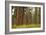 Willamette Nat'l Forest III-Erin Berzel-Framed Photographic Print