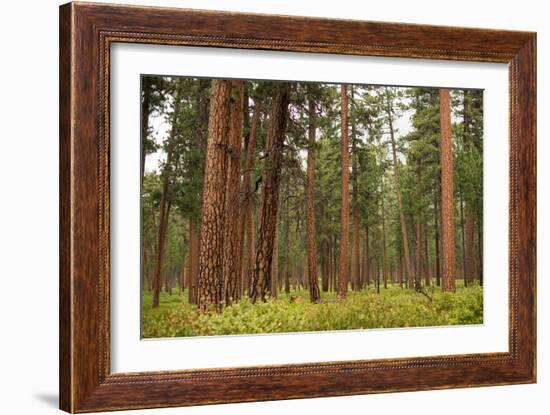 Willamette Nat'l Forest III-Erin Berzel-Framed Photographic Print