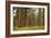 Willamette Nat'l Forest III-Erin Berzel-Framed Photographic Print