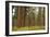 Willamette Nat'l Forest III-Erin Berzel-Framed Photographic Print