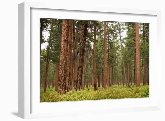 Willamette Nat'l Forest III-Erin Berzel-Framed Photographic Print