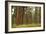 Willamette Nat'l Forest III-Erin Berzel-Framed Photographic Print