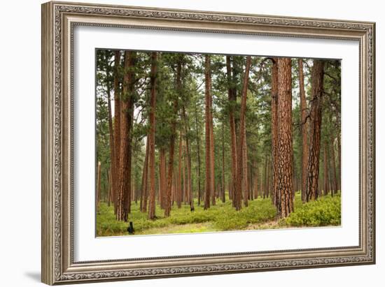 Willamette Nat'l Forest IV-Erin Berzel-Framed Photographic Print