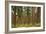 Willamette Nat'l Forest IV-Erin Berzel-Framed Photographic Print