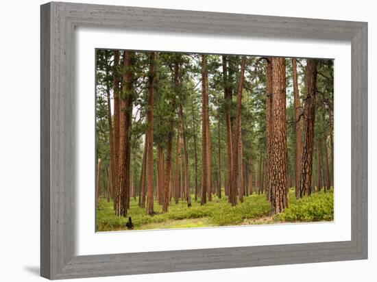 Willamette Nat'l Forest IV-Erin Berzel-Framed Photographic Print