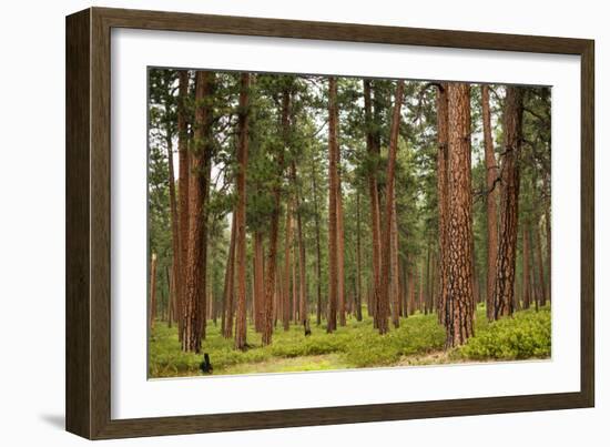 Willamette Nat'l Forest IV-Erin Berzel-Framed Photographic Print