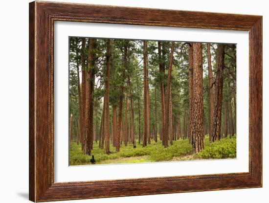 Willamette Nat'l Forest IV-Erin Berzel-Framed Photographic Print