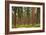 Willamette Nat'l Forest IV-Erin Berzel-Framed Photographic Print