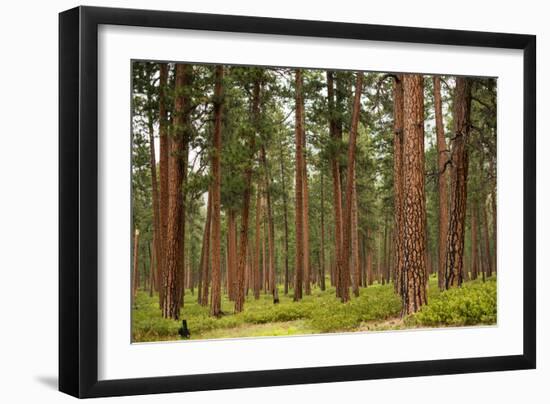 Willamette Nat'l Forest IV-Erin Berzel-Framed Photographic Print