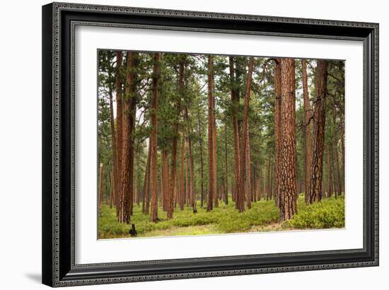 Willamette Nat'l Forest IV-Erin Berzel-Framed Photographic Print