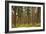 Willamette Nat'l Forest IV-Erin Berzel-Framed Photographic Print