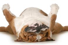 Dog Sleeping Upside Down Isolated On White Background - English Bulldog-Willee Cole-Framed Photographic Print