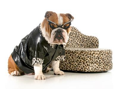 Bulldog leather cheap