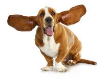 Happy Dog - Basset Hound With Ears Up-Willee Cole-Photographic Print