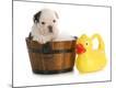 Premium Photographic Print