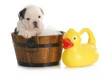 Puppy Bath Time - English Bulldog Puppy In Wooden Wash Basin With Soap Suds And Rubber Duck-Willee Cole-Photographic Print