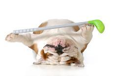 Retired Dog - English Bulldog Laying Down Holding Golf Club-Willee Cole-Photographic Print