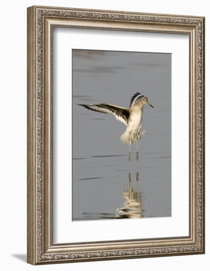 Willet Landing-Hal Beral-Framed Photographic Print