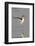 Willet Landing-Hal Beral-Framed Photographic Print