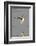 Willet Landing-Hal Beral-Framed Photographic Print