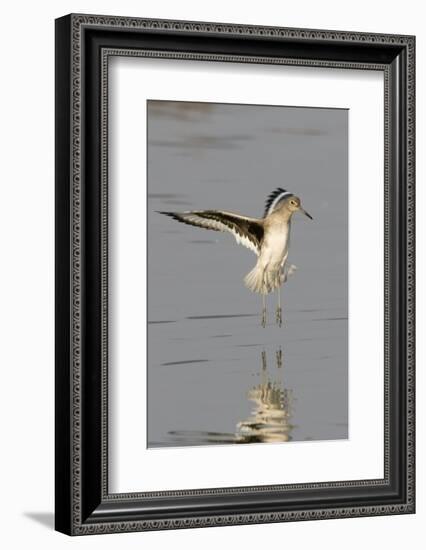 Willet Landing-Hal Beral-Framed Photographic Print