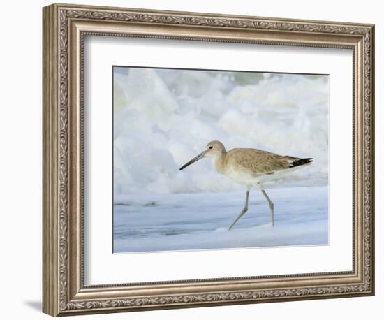 Willet, Sanibel Island, Florida.-William Sutton-Framed Photographic Print