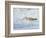 Willet, Sanibel Island, Florida.-William Sutton-Framed Photographic Print