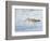 Willet, Sanibel Island, Florida.-William Sutton-Framed Photographic Print