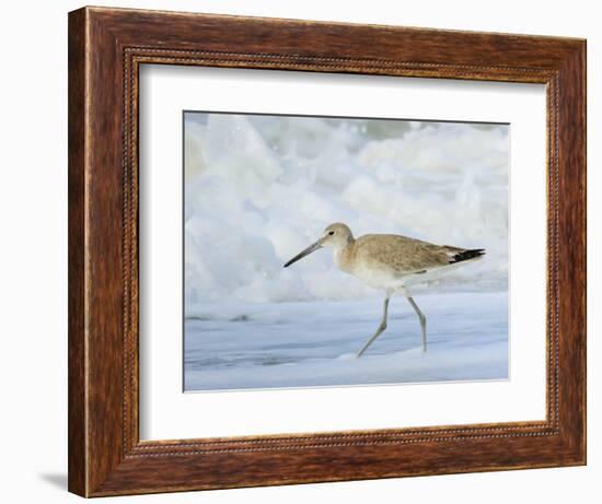 Willet, Sanibel Island, Florida.-William Sutton-Framed Photographic Print