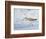 Willet, Sanibel Island, Florida.-William Sutton-Framed Photographic Print