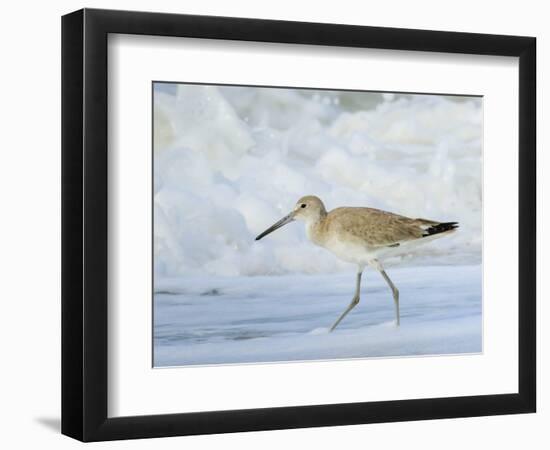 Willet, Sanibel Island, Florida.-William Sutton-Framed Photographic Print