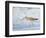 Willet, Sanibel Island, Florida.-William Sutton-Framed Photographic Print