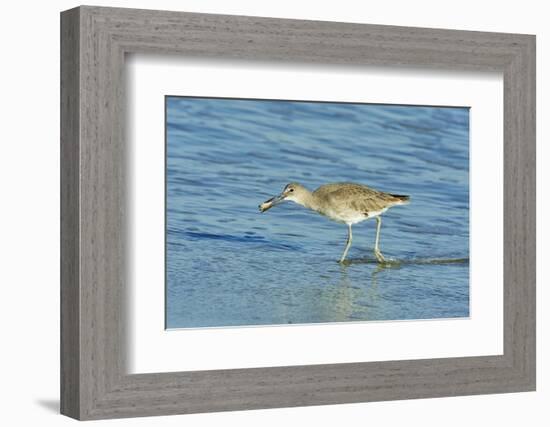 Willet;-Gary Carter-Framed Photographic Print