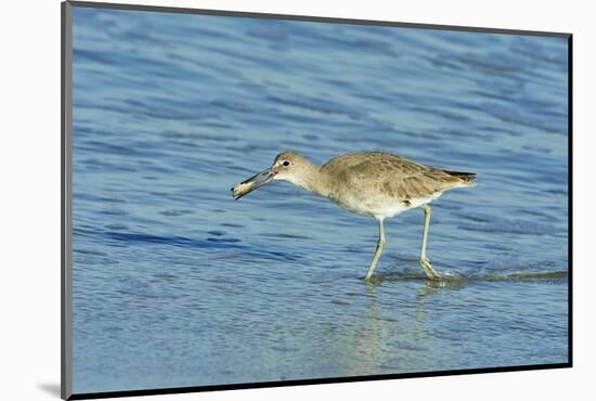 Willet;-Gary Carter-Mounted Photographic Print