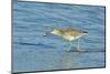 Willet;-Gary Carter-Mounted Photographic Print